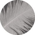 Avian Refuge Avatar
