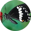 Elizabeth Carr Avatar